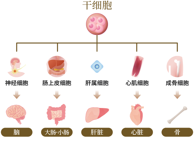 干细胞疗法