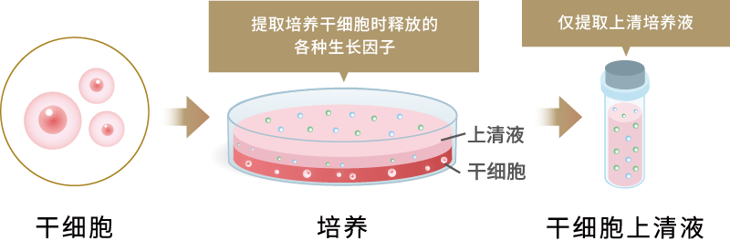 干细胞上清液